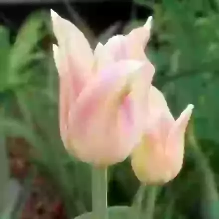 Elegant Lady